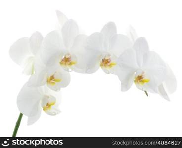 white orchids flower isolated on white background