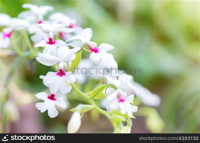 White orchids in a wild tropical forest. Beautiful spring flowers with soft green background