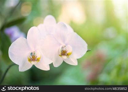 White orchids in a wild tropical forest. Beautiful spring flowers with soft green background