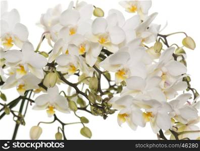 white orchids in pot in front of white background
