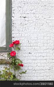 white painted brick wall full of cracks and red roses