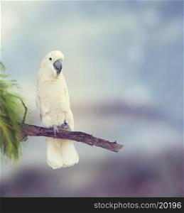 White Parrot Perches on a Branch