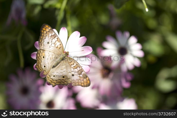 White Peacock Butterfly Feeds on Sweet Natural Flower Nectar