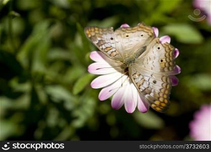 White Peacock Butterfly Insect Feeding on Pink Garden Flower