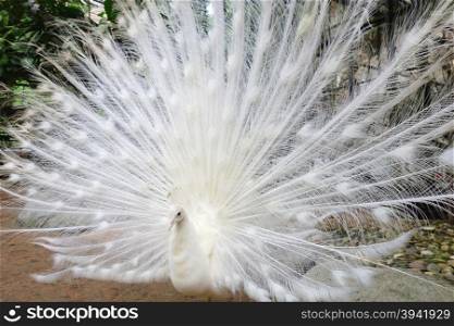 White peacock with flowing tail in the park