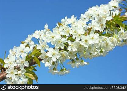 White pear flowers in the spring time