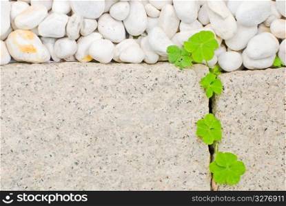 white pebble and newborn creeping oxalis leaf in Japanese garden