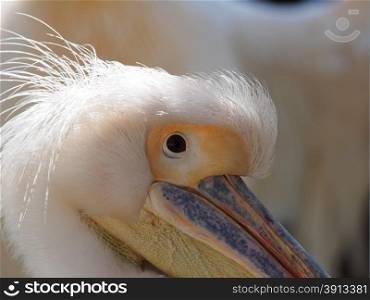 White Pelican at the zoo