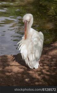 White pelican cleans feathers on the lake shore