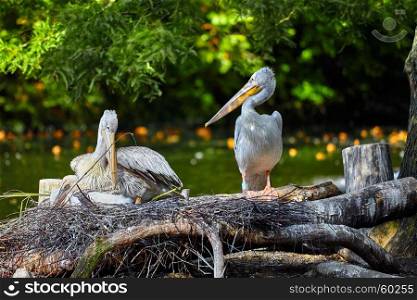White Pelican , Pelecanus onocrotalus. Couple of White pelicans on nest