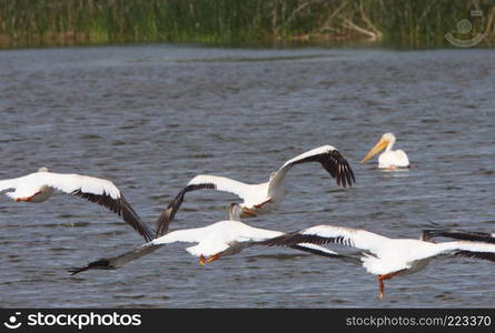 White Pelicans flying over Chaplin Lake marshes