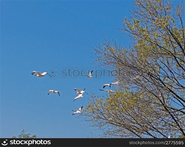 White pelicans flying with a tree in forground