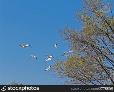 White pelicans flying with a tree in forground