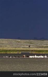 White Pelicans gathered on small sandbar with other water birds