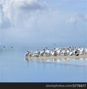 White Pelicans In Florida Beach