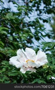 white peony flower fine form on the background of green foliage.. Fragrant white peony bloom amidst lush foliage