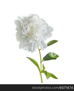 White Peony Flower Isolated on White Background