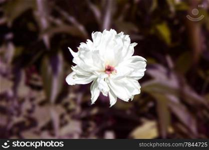 White peony flower,shallow depth of field