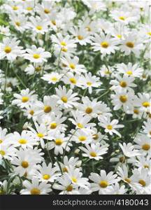 White perennial summer flowers in flowerbed