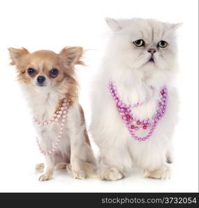 white persian cat and chihuahua in front of white background