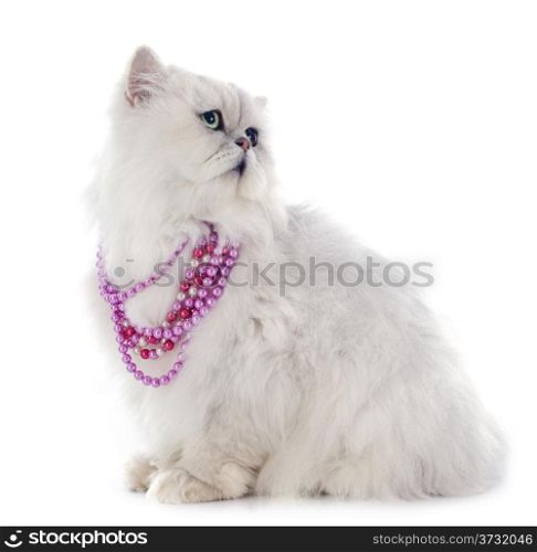 white persian cat in front of white background