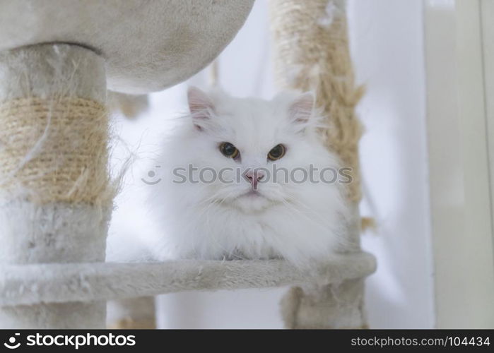 white Persian cats