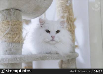 white Persian cats