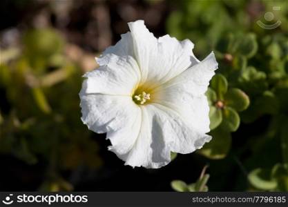 white petunia flower with leafs in garden