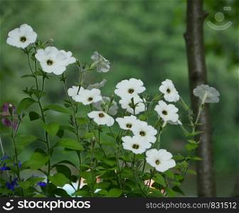 white petunia flowers in a green garden