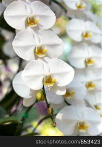 white phalaenopsis orchid flower