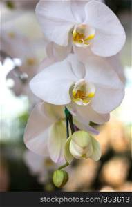 white phalaenopsis orchid flower
