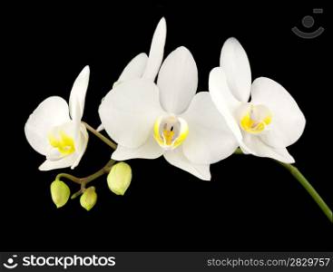 White phelanopsis orgchid on black background