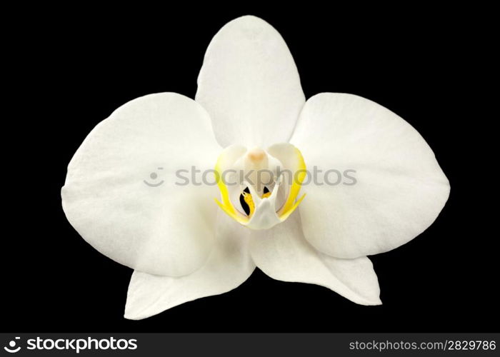 White phelanopsis orgchid on black background