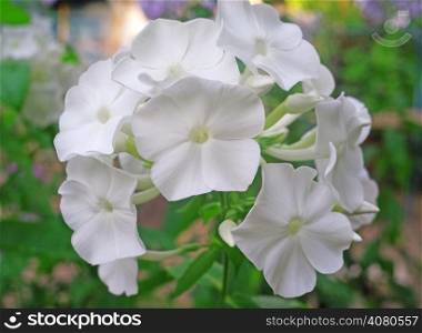 White phlox flowers in the garden