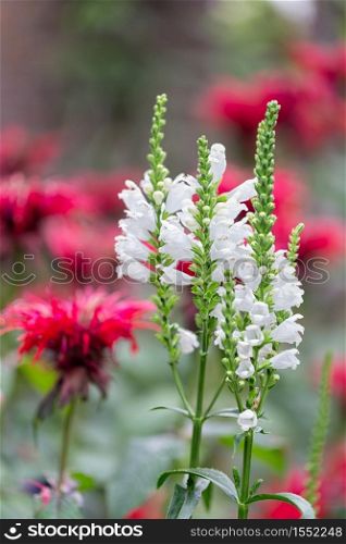 White Physostegia flowers with blurred Red Monada flowers at the background. White Physostegia flowers with Red Monada flowers at the background