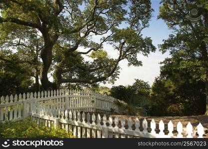 White picket fence with live oak tree on Bald Head Island, North Carolina.