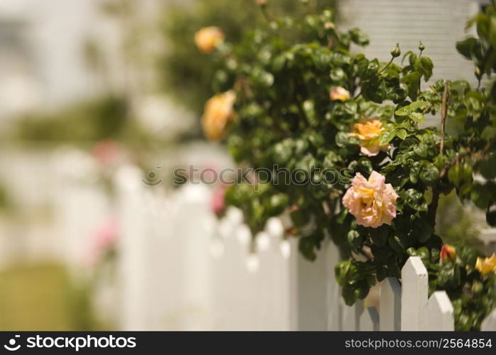 White picket fence with rose bush.