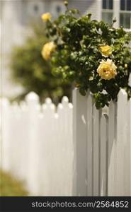 White picket fence with rose bush with blooming yellow roses.