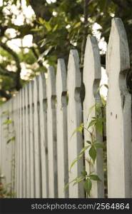 White picket fence with trees.