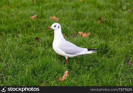 White pigeon on a green meadow.. White pigeon on a green meadow