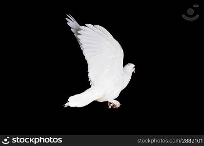 White pigeon sit on wooden crossbeam close up