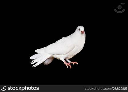 White pigeon sit on wooden crossbeam close up
