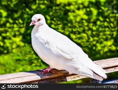 White pigeon sitting on fence in summer day