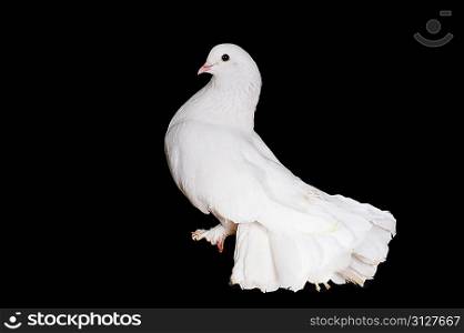 White pigeons sit on wooden crossbeam