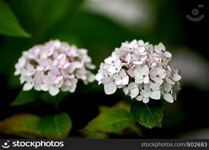 white pink blossoms of a hydrangea