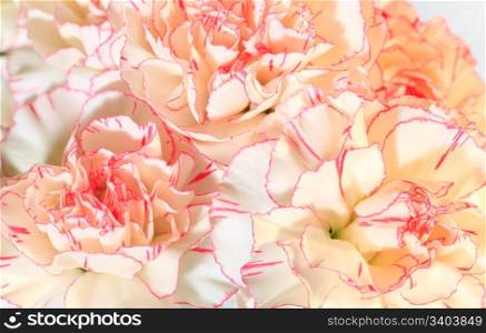 White-pink carnation (Dianthus) flowers nosegay part (holidays nature background). Composite photo with considerable depth of sharpness.
