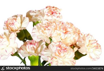 White-pink carnation (Dianthus) flowers nosegay part isolated on white background. Composite photo with considerable depth of sharpness.