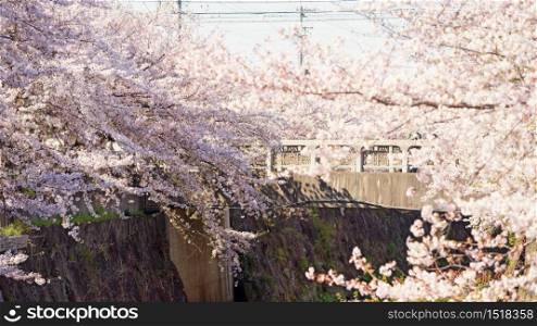 White pink cherry blossom or sakura flowers full bloom along Yamazaki River, Nagoya, Japan. Famous travel or sightseeing landmark to enjoy or hanami during spring.