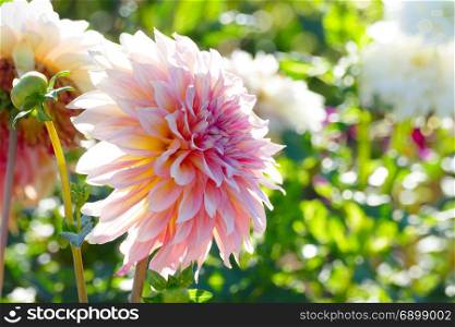 White-pink chrysanthemum close up on a background of flower beds. Shallow depth of field.
