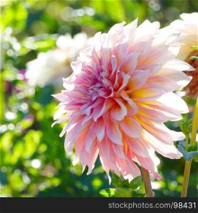 White-pink chrysanthemum close up on background of flower beds. Shallow depth of field.